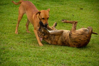 Gois 'deki Anicuns şehrindeki bir meydanın yeşil çimlerinde oynayan iki köpek..