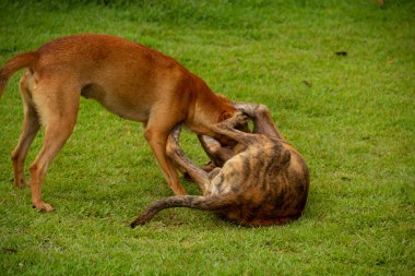 Gois 'deki Anicuns şehrindeki bir meydanın yeşil çimlerinde oynayan iki köpek..