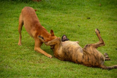 Gois 'deki Anicuns şehrindeki bir meydanın yeşil çimlerinde oynayan iki köpek..