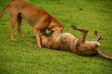 Gois 'deki Anicuns şehrindeki bir meydanın yeşil çimlerinde oynayan iki köpek..