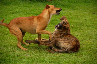 Gois 'deki Anicuns şehrindeki bir meydanın yeşil çimlerinde oynayan iki köpek..