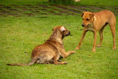 Gois 'deki Anicuns şehrindeki bir meydanın yeşil çimlerinde oynayan iki köpek..