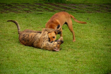 Gois 'deki Anicuns şehrindeki bir meydanın yeşil çimlerinde oynayan iki köpek..
