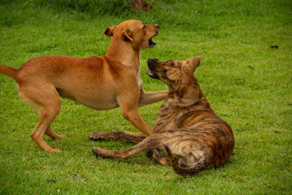 Dois Cães Brincando Gramado Verde Uma Praça Pública Cidade Anicuns — Fotografia de Stock