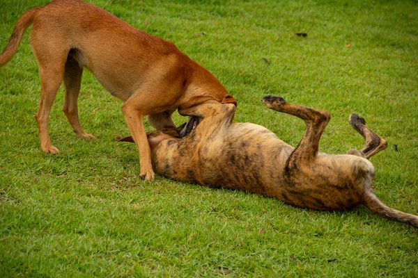 ゴイスのアニカンの町の広場の緑の芝生で遊んでいる2匹の犬 — ストック写真