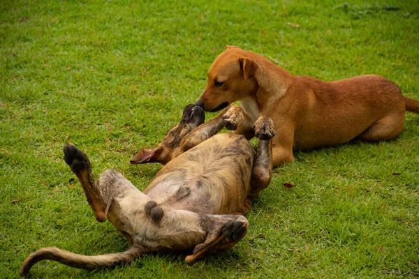 Két Kutya Játszik Zöld Gyepen Egy Köztéren Anicuns Városában Gois — Stock Fotó