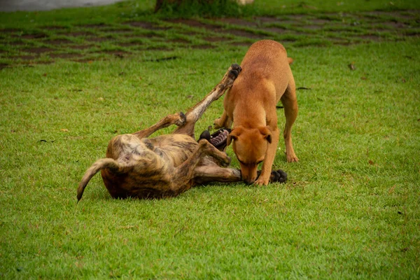 Dois Cães Brincando Gramado Verde Uma Praça Pública Cidade Anicuns — Fotografia de Stock