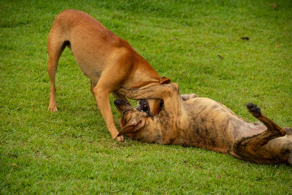 ゴイスのアニカンの町の広場の緑の芝生で遊んでいる2匹の犬 — ストック写真