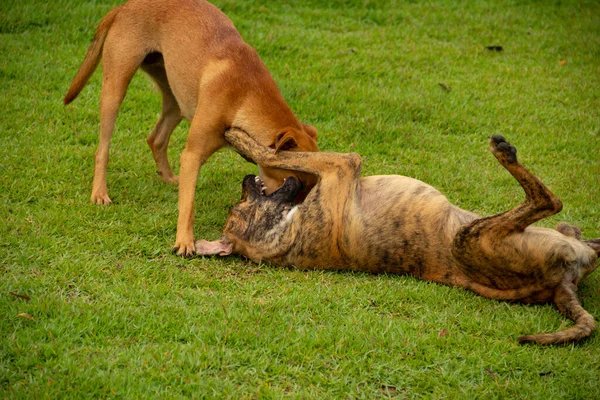 ゴイスのアニカンの町の広場の緑の芝生で遊んでいる2匹の犬 — ストック写真