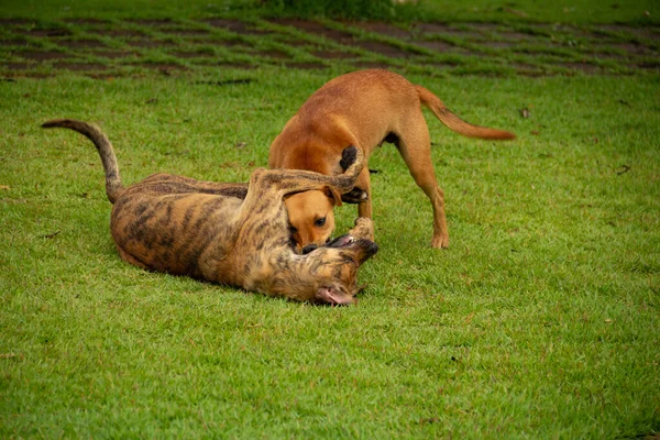 Two Dogs Playing Green Lawn Public Square City Anicuns Gois — Stockfoto