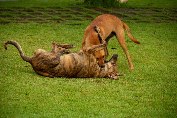 ゴイスのアニカンの町の広場の緑の芝生で遊んでいる2匹の犬 — ストック写真
