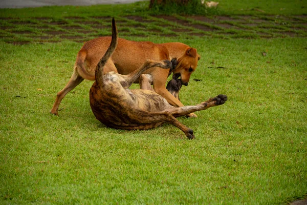 Dos Perros Jugando Césped Verde Una Plaza Pública Ciudad Anicuns — Foto de Stock