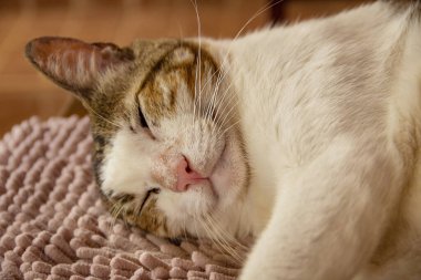 A tabby cat lying down and sleeping.