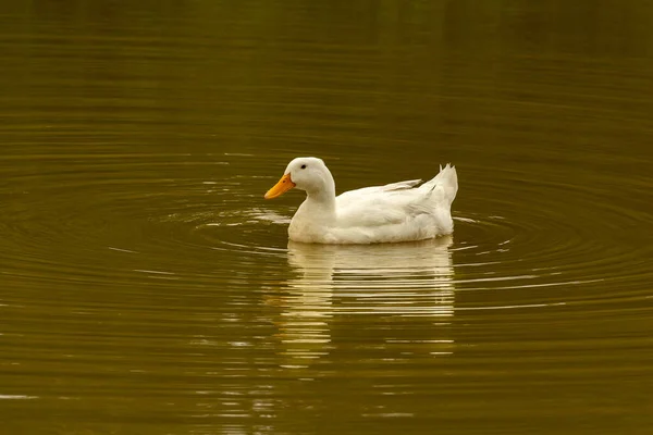 Duck Swimming Pond Reflection Water City Park — Stock Photo, Image