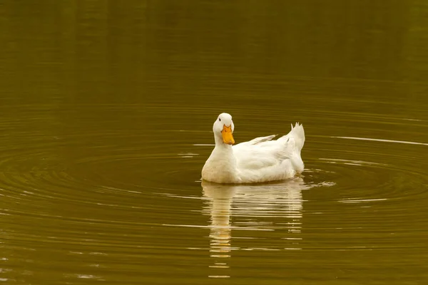 Duck Swimming Pond Reflection Water City Park — Stock fotografie