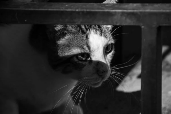 Κοντινό Πλάνο Στο Πρόσωπο Ενός Χαριτωμένου Tabby Γάτα Μαύρο Και — Φωτογραφία Αρχείου