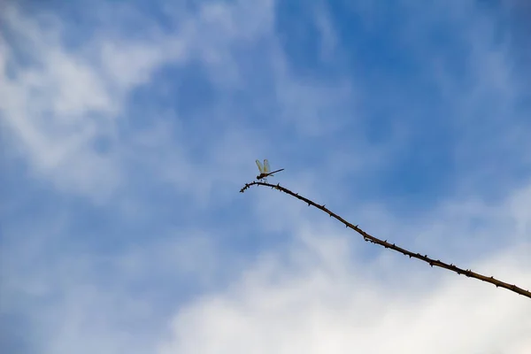 Стрекоза Сидела Синем Небе Облаках Заднем Плане — стоковое фото