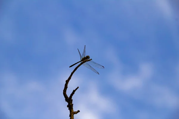 Trollslända Uppe Abborre Med Blå Himmel Och Några Moln Bakgrunden — Stockfoto