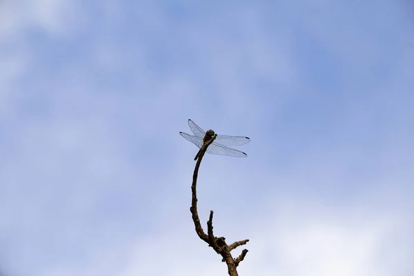 Libélula Posada Una Percha Con Cielo Azul Algunas Nubes Fondo —  Fotos de Stock