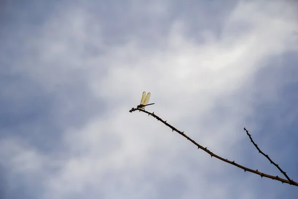 Dragonfly Perched Perch Blue Sky Some Clouds Background — Stock Photo, Image