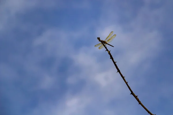 Yusufçuk Mavi Gökyüzü Arka Planında Bulutlar Olan Bir Tüneğe Tünemişti — Stok fotoğraf