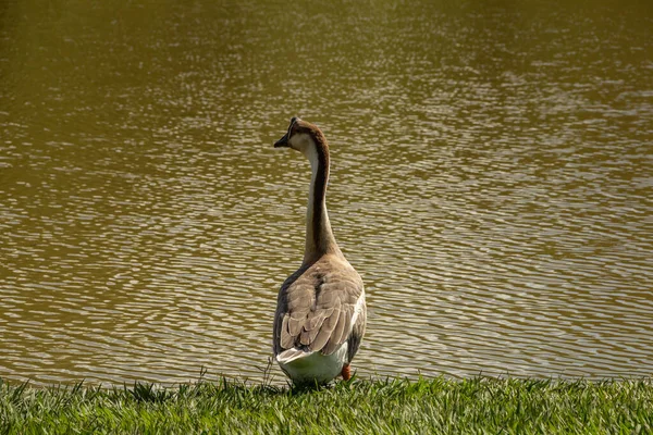 Ganso Lindo Borde Del Lago Parque Ciudad Anser Cygnoides —  Fotos de Stock