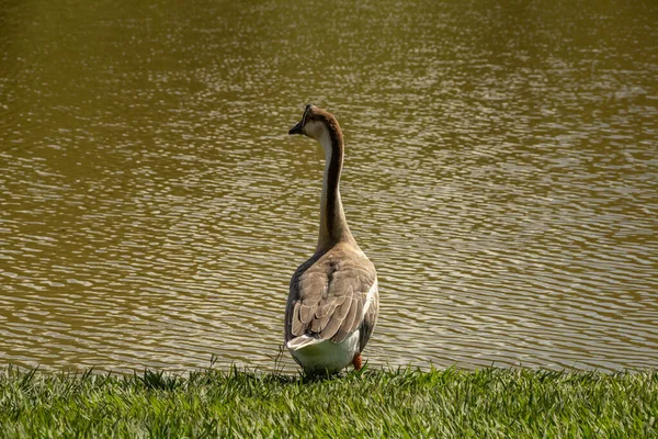 Ganso Lindo Borde Del Lago Parque Ciudad Anser Cygnoides —  Fotos de Stock