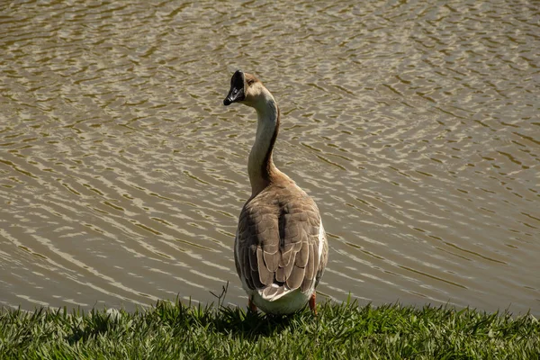 Ganso Lindo Borde Del Lago Parque Ciudad Anser Cygnoides —  Fotos de Stock