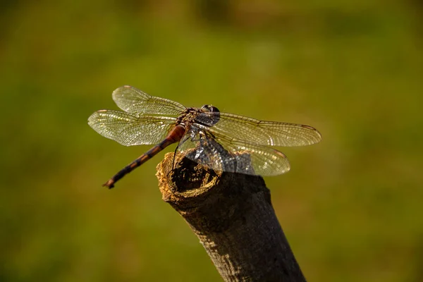 Eine Libelle Thront Auf Einem Stock Und Sonnt Sich Der — Stockfoto