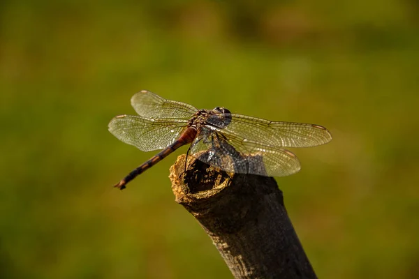 Dragonfly Perched Basking Sun Stick Blurred Background — Stock Photo, Image