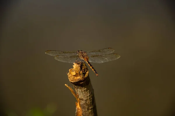 Dragonfly Perched Basking Sun Stick Blurred Background — Stock Photo, Image