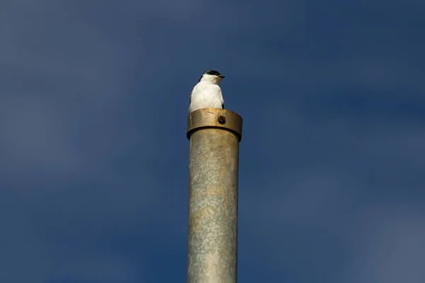Pták Sedící Kovovém Kůlu Modrou Oblohou Pozadí — Stock fotografie