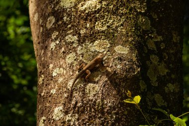 Bulanık yeşil arka planı olan bir ağacın kuru gövdesinde bir kertenkele..