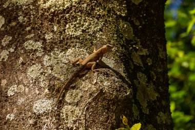 Bulanık yeşil arka planı olan bir ağacın kuru gövdesinde bir kertenkele..