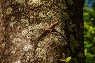 Bulanık yeşil arka planı olan bir ağacın kuru gövdesinde bir kertenkele..