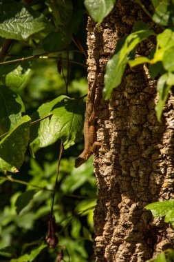 Bulanık yeşil arka planı olan bir ağacın kuru gövdesinde bir kertenkele..