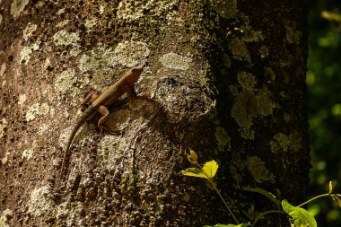 Bulanık yeşil arka planı olan bir ağacın kuru gövdesinde bir kertenkele..