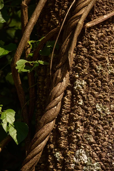 Struktur Eines Baumstammes Mit Einer Aufgerollten Weinrebe Und Einigen Blättern — Stockfoto