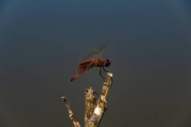 Bir yusufçuk tünemiş, güneşin altında, bir sopa üzerinde, bulanık bir arka planı var.