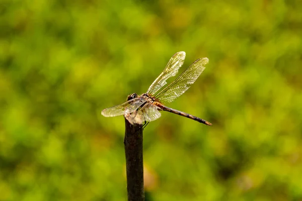 Una Libélula Posada Tomando Sol Sobre Palo Con Fondo Borroso —  Fotos de Stock