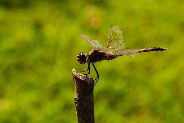 Una Libélula Posada Tomando Sol Sobre Palo Con Fondo Borroso —  Fotos de Stock