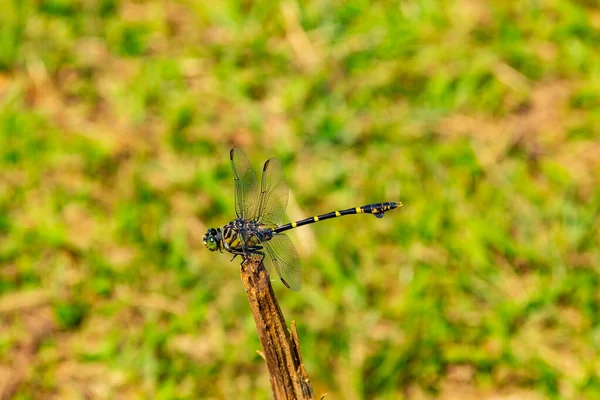 Une Libellule Perchée Prélassant Soleil Sur Bâton Avec Fond Flou — Photo