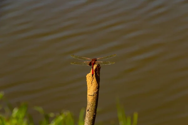 Uma Libélula Empoleirada Banhar Sol Num Pau Com Fundo Desfocado — Fotografia de Stock