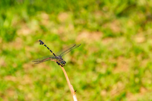 Une Libellule Perchée Prélassant Soleil Sur Bâton Avec Fond Flou — Photo