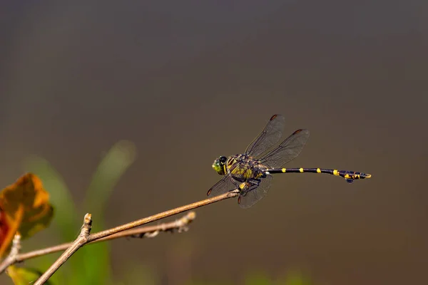 Una Libélula Posada Tomando Sol Sobre Palo Con Fondo Borroso — Foto de Stock