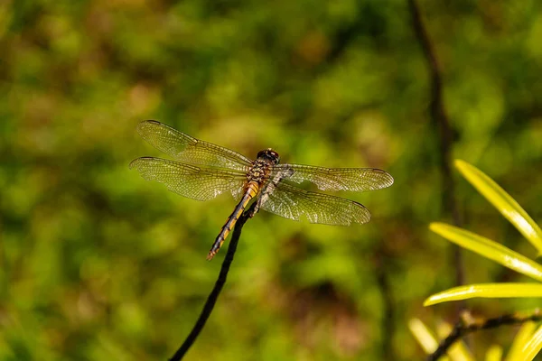 Une Libellule Perchée Prélassant Soleil Sur Bâton Avec Fond Flou — Photo