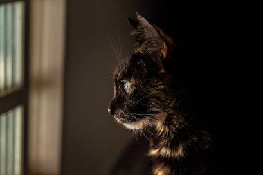 Bakıcı bir kedi, pencerenin önünde oturuyor ve dışarı bakıyor..