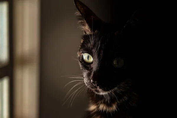 Eine Katze Carey Sitzt Fenster Ihr Gesicht Ist Halb Erleuchtet — Stockfoto