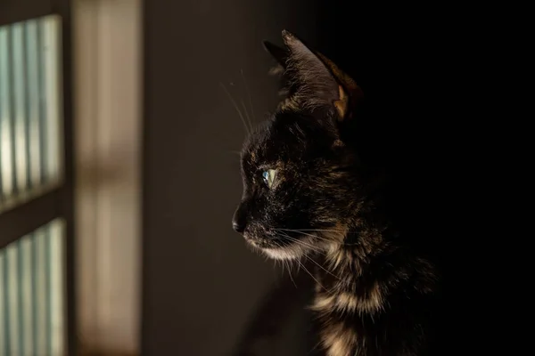 Eine Liebenswerte Katze Die Vor Einem Fenster Sitzt Und Nach — Stockfoto