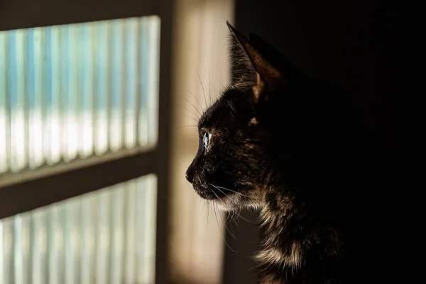 Eine Liebenswerte Katze Die Vor Einem Fenster Sitzt Und Nach — Stockfoto